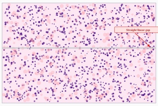 H&E section crossed by a single straight thin horizontal gap running the full width of the tissue, separating it into two otherwise identical halves.